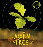 Lifecycles: Acorn to Tree