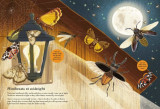 National Trust: Beetles, Butterflies and other British Minibeasts (National Trust Sticker Spotter Books)