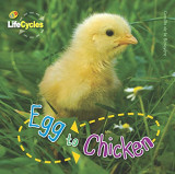 Lifecycles: Egg to Chicken