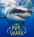 Lifecycles: Pup To Shark