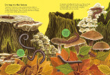 National Trust: Beetles, Butterflies and other British Minibeasts (National Trust Sticker Spotter Books)