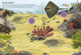 National Trust: Sharks, Seahorses and other British Sea Creatures (National Trust Sticker Spotter Bo