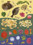 National Trust: Sharks, Seahorses and other British Sea Creatures (National Trust Sticker Spotter Bo
