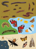 National Trust: Beetles, Butterflies and other British Minibeasts (National Trust Sticker Spotter Books)