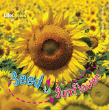 Lifecycles: Seed to Sunflower