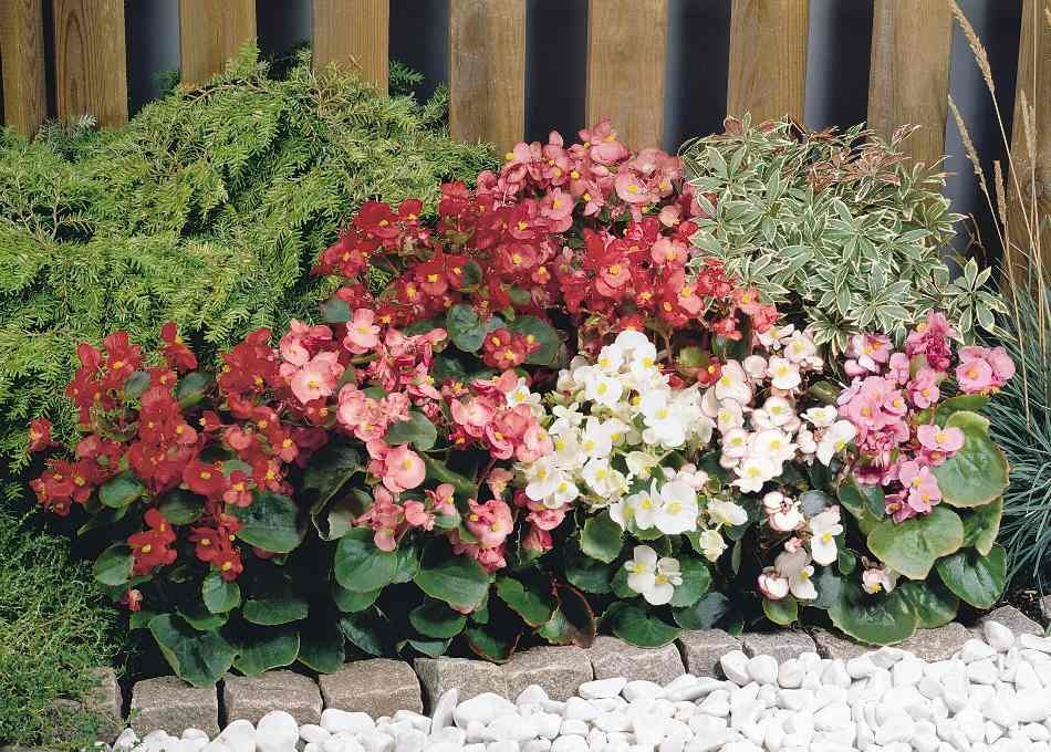 Begonia mix (0.01 gr) seminte de plante anuale cu flori albe, roz si ...