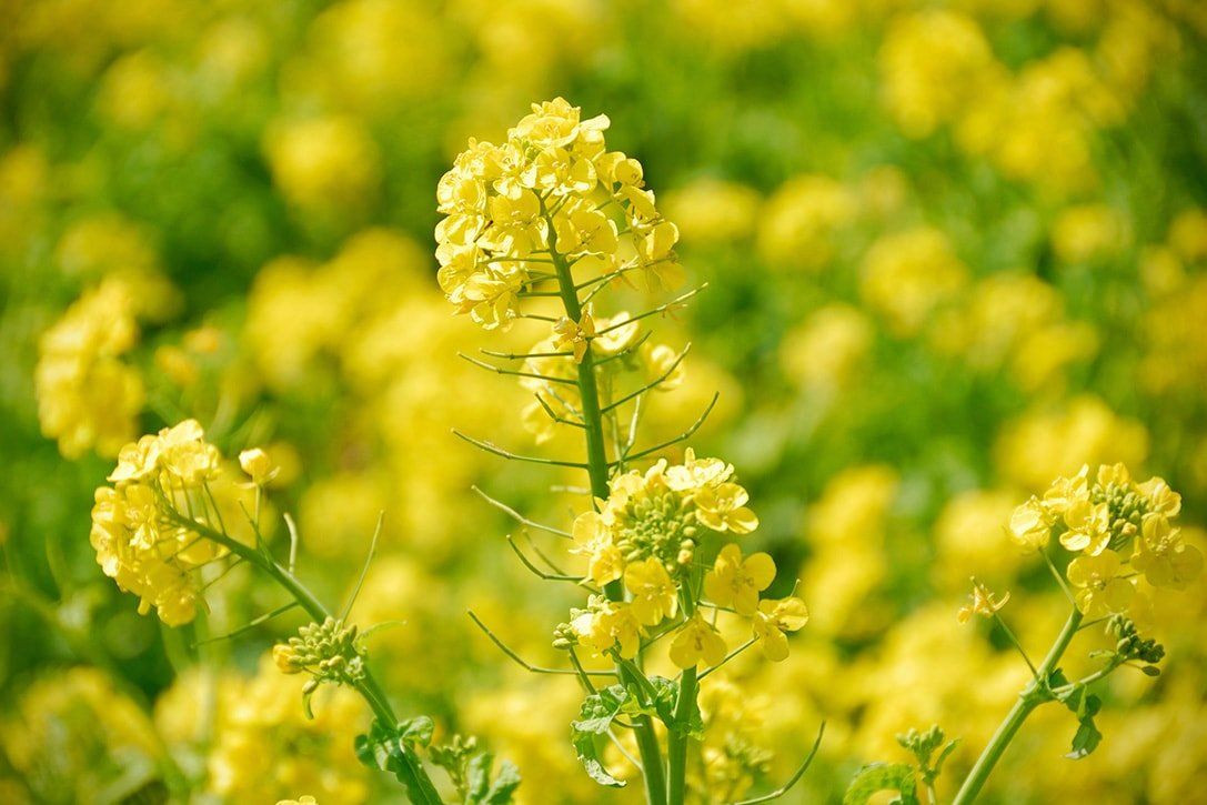 Mustar Alb (8 gr) - Seminte Plante Aromatice Mustar Alb de la Agrosem