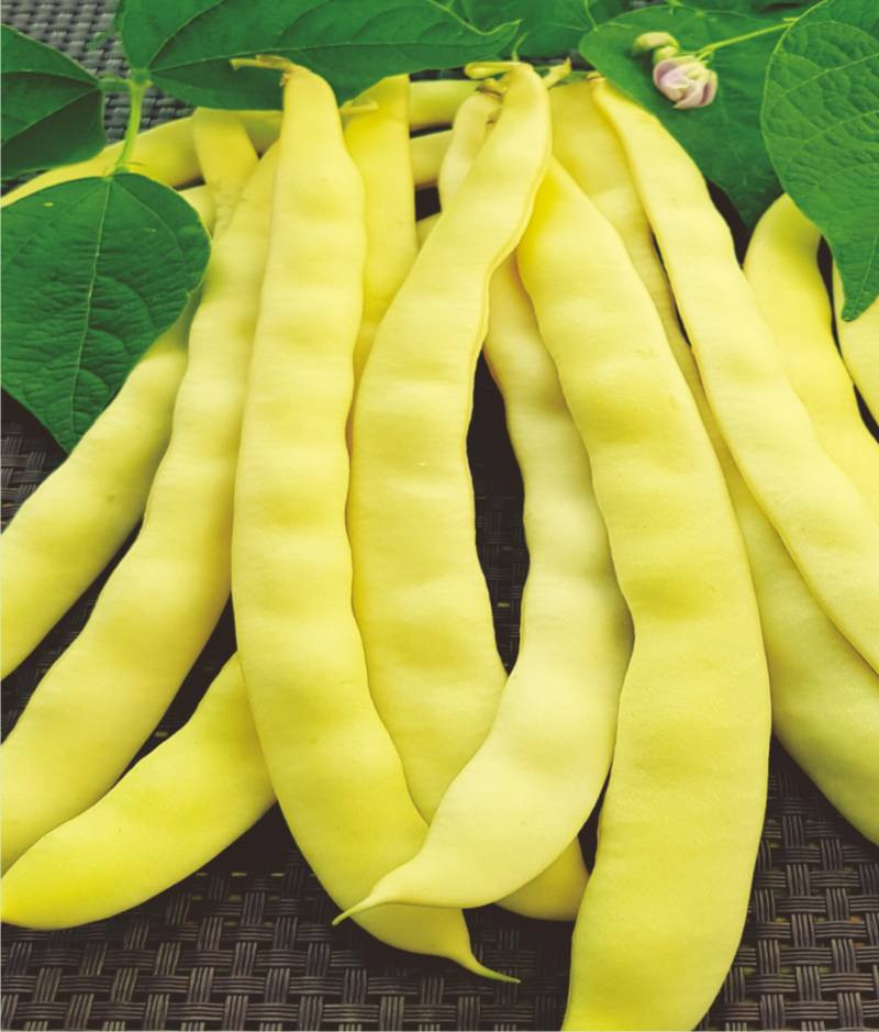 Albenghino (1 kg) seminte de fasole urcatoare pentru boabe alba, Agrosem