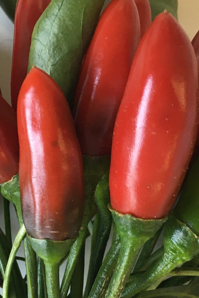 Aquilera (250 seminte) ardei iute, tip chili, Profit Seeds