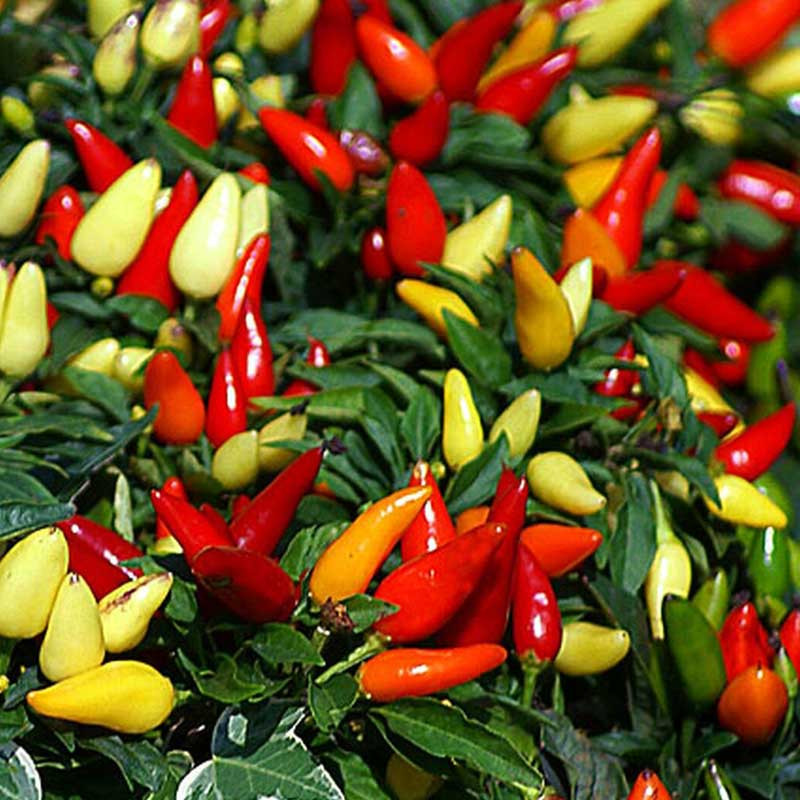 Ardei iuti ornamentali (30 seminte) patio small fruited chilly iute mix, ChemyFarm
