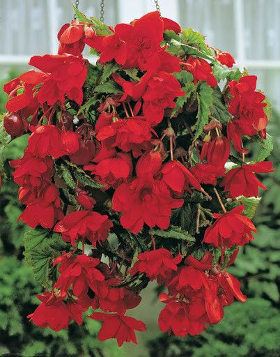 Begonie Pendula Dark-Red (3 bulbi), floare mare, curgatoare, culoare rosu, bulbi de flori
