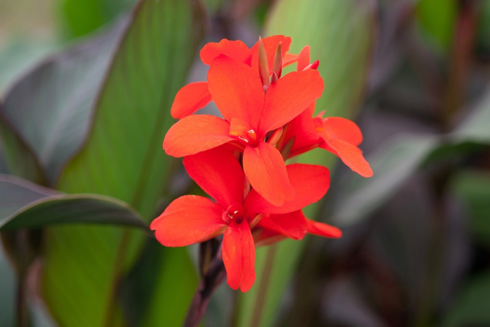 Canna Neubert (1 bulb), floare exotica mare, culoare rosu coral, bulbi de flori