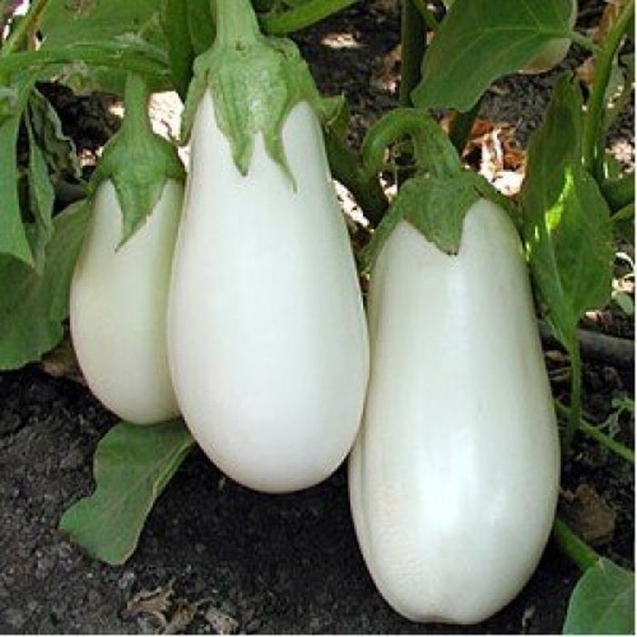 Clara F1 (20 seminte) de vinete albe forma rotund-ovala, pulpa frageda si gustoasa