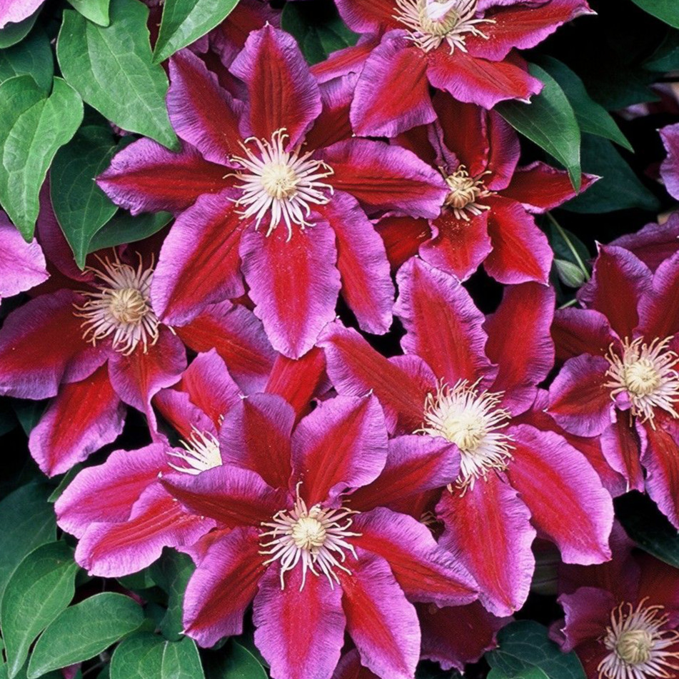 Clematite Hania (ghiveci 2 L) cu flori unice bicolore atractive rosu-violet catifelat viu, cu o margine roz pal cataratoare Clematis