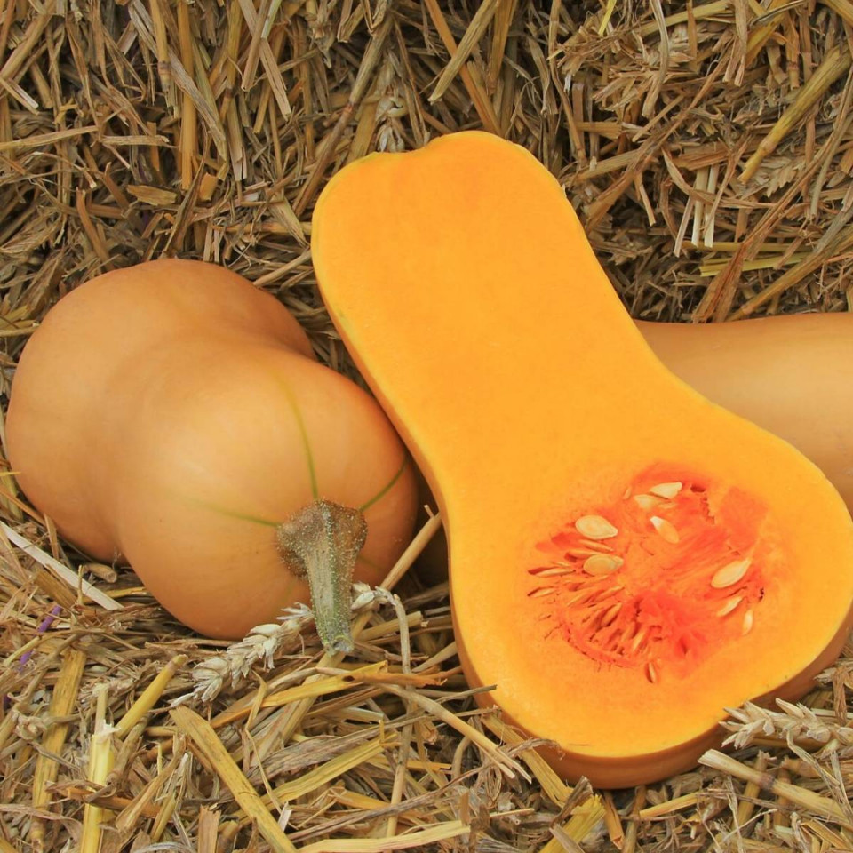 Dovleac Waltham Butternut (400 seminte), dovleac placintar in forma de para, Agrosem