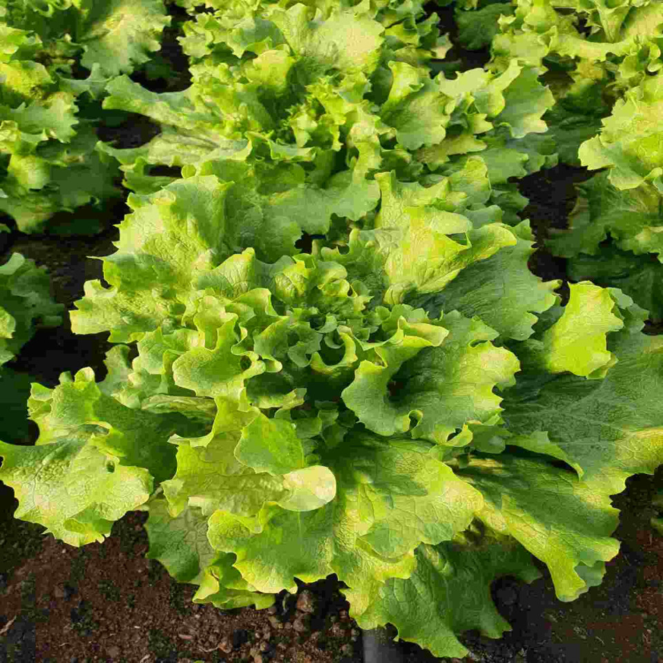 Fiyonk F1 (10.000 seminte) salata drajata deosebita, creata, timpurie. Yuksel