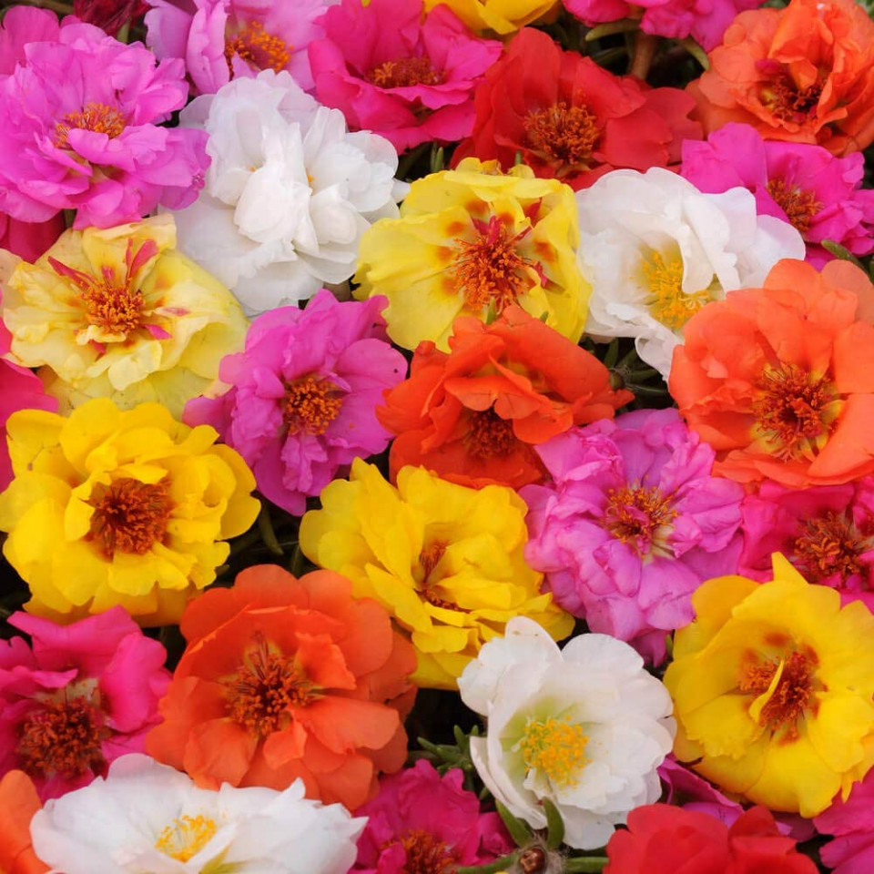 Flori de Piatra Mix - Seminte Flori Floarea de Piatra (AGURIJOARA) de la Florian