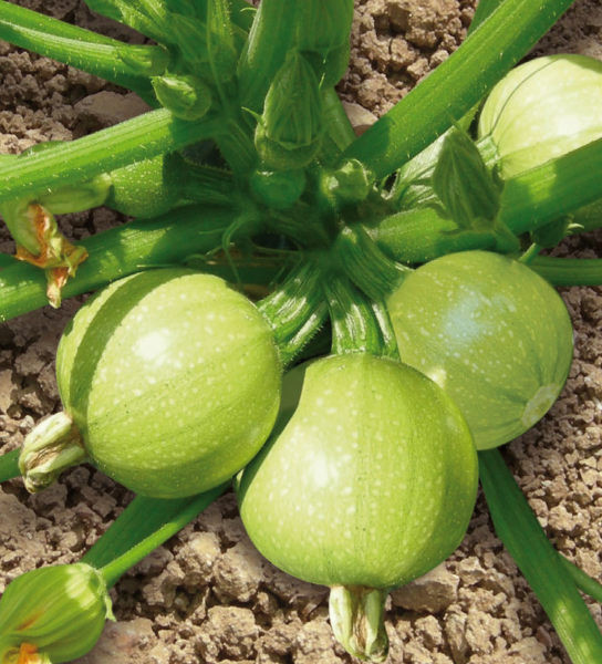 Gioconda F1 ( 100 seminte) dovlecel verde deschis, rotund, Profit Seeds