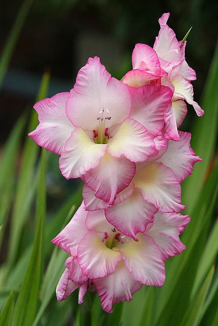 Gladiole Shana (7 bulbi), culoare floare roz cu alb, bulbi de flori