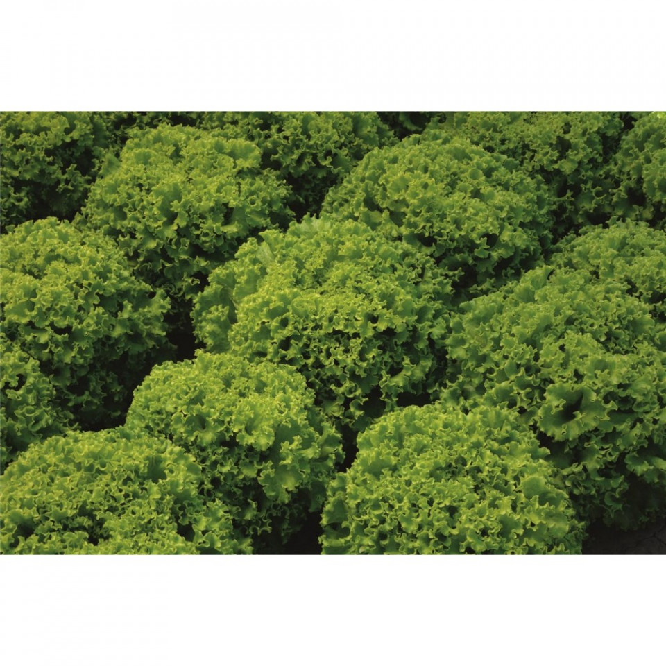 Larabel (5000 seminte) salata tip batavia de vara, 400 - 600 gr, Bejo