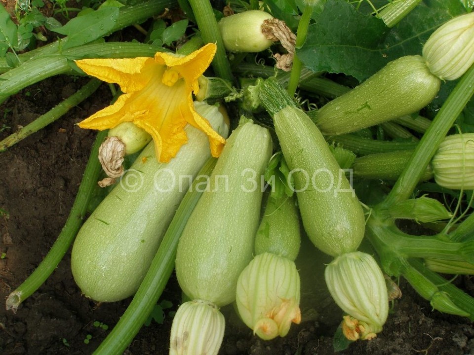 Seminte dovlecei Izobilna (5 gr), foarte productiv soi timpuriu, gust excelent, Florian