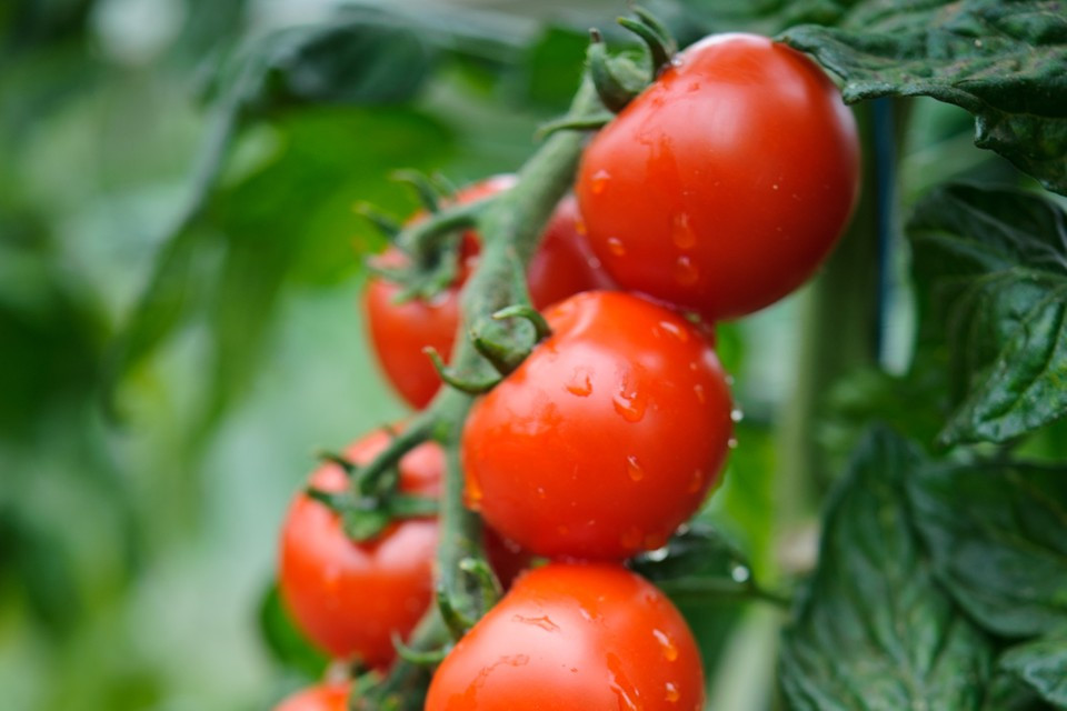 Spencer (30 seminte) de tomate cherry soi gustos, Seklos