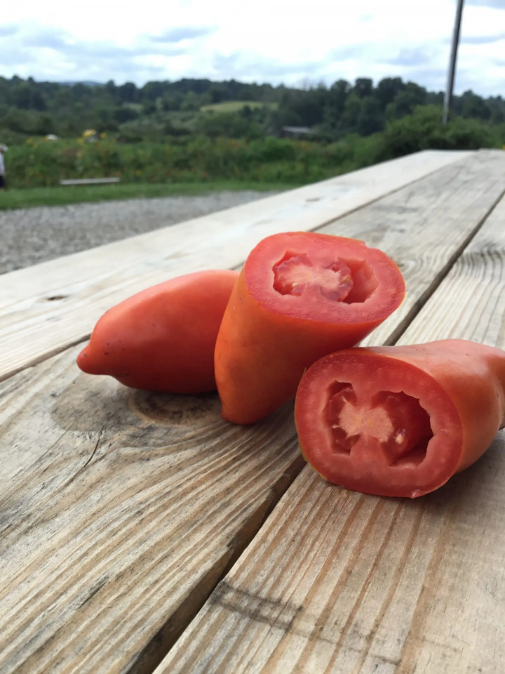 Tiren F1 (250 seminte) tomate tip San Marzano, Profit Seeds