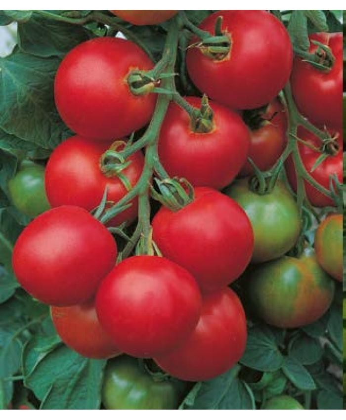 Tolstoi F1 (30 seminte) de tomate hibrid nedeterminat, Bejo
