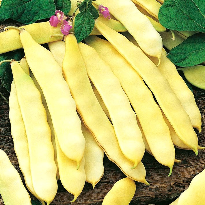 Tytania (100 grame) fasole pitica, fara ate, gustoasa si crocanta, Agrosem