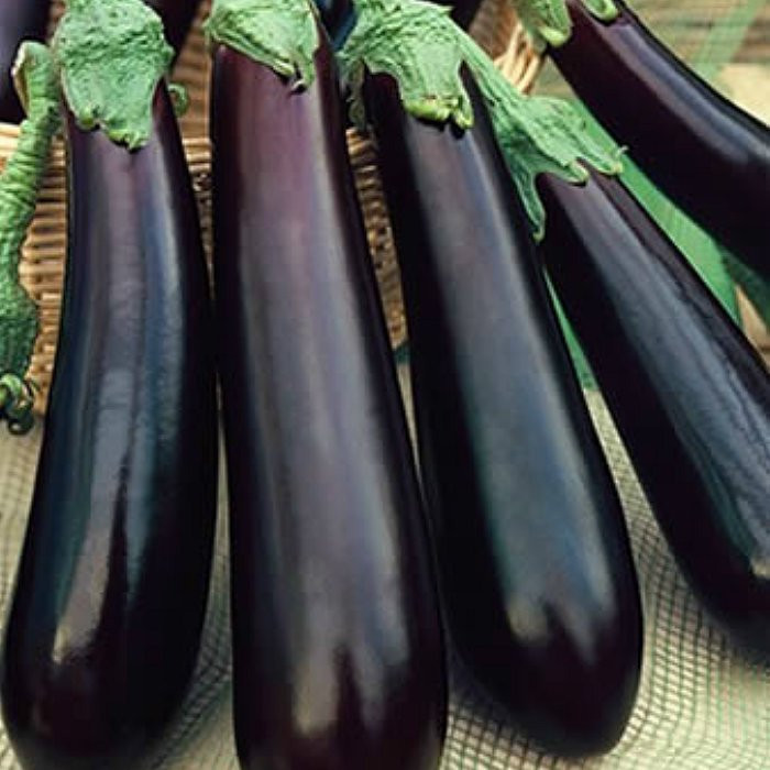 Violetta lunga (400 seminte) de vinete lungi, violet inchis , Prima Sementi