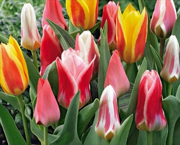 Botanical Mixed(8 bulbi), lalele mix superbe, bulbi de flori