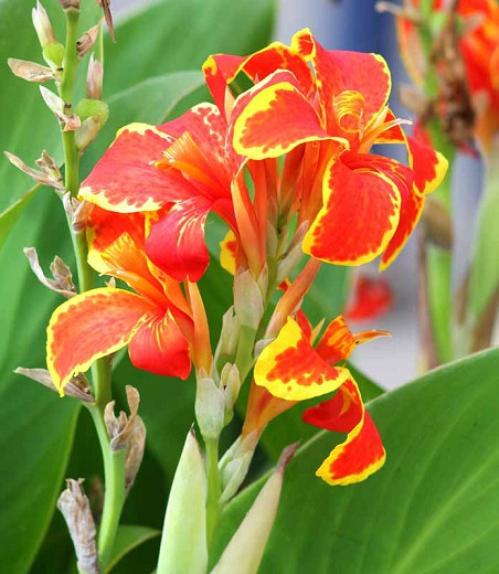 Canna Lucifer (1 bulb), floare exotica mare, culoare rosu cu galben, bulbi de flori