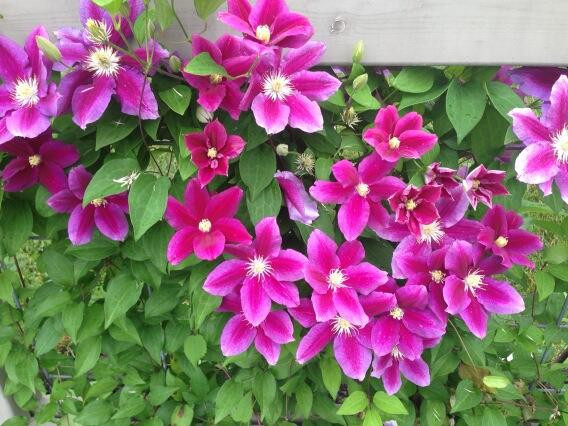 Clematite Hania (ghiveci 2 L) cu flori unice bicolore atractive rosu-violet catifelat viu, cu o margine roz pal cataratoare Clematis