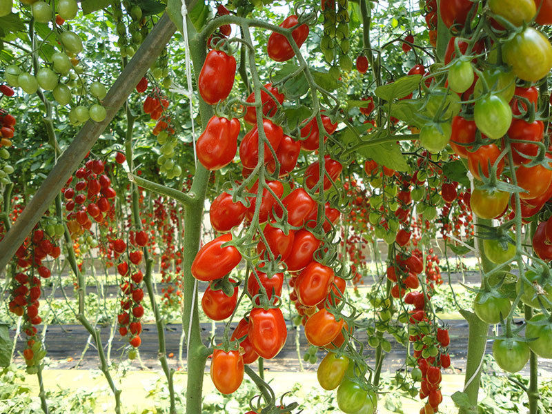 Datterino F1 (60 seminte) de rosii cherry unul dintre cei mai dulci hibrizi de tomate cherry, Prima Sementi