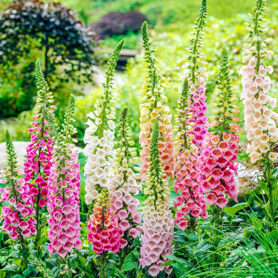 Degetel mix (0.3 g) seminte de Digitalis purpurea cu flori in forma de clopotei colorati in roz, alb si violet, Agrosem