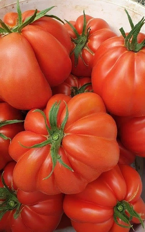 Deko F1 (500 seminte) de rosii semitimpurii tip crete Inima de Albenga, ISI Sementi