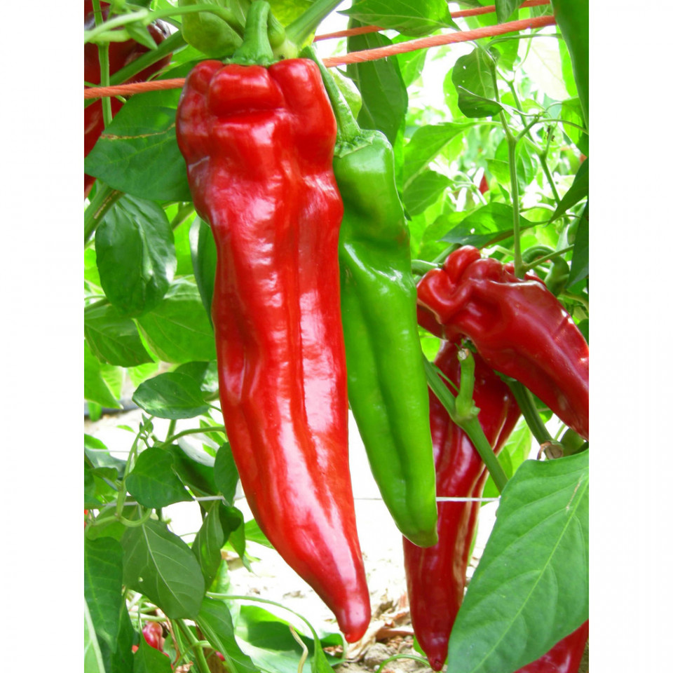 Mattadores F1 (250 seminte) ardei kapia, tip Corno di toro rosu, Profit Seeds