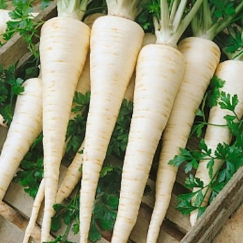 Patrunjel de radacina Bardowicker (3000 seminte) soi tardtiv, radacina lunga, alba si dreapta, Prima Sementi