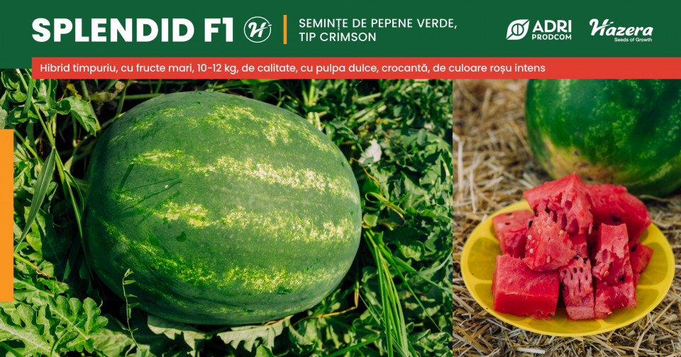 Splendid F1 (Vasko) (1000 seminte) pepene verde timpuriu tip Crimson rotund alungit 10-12 kg, Hazera