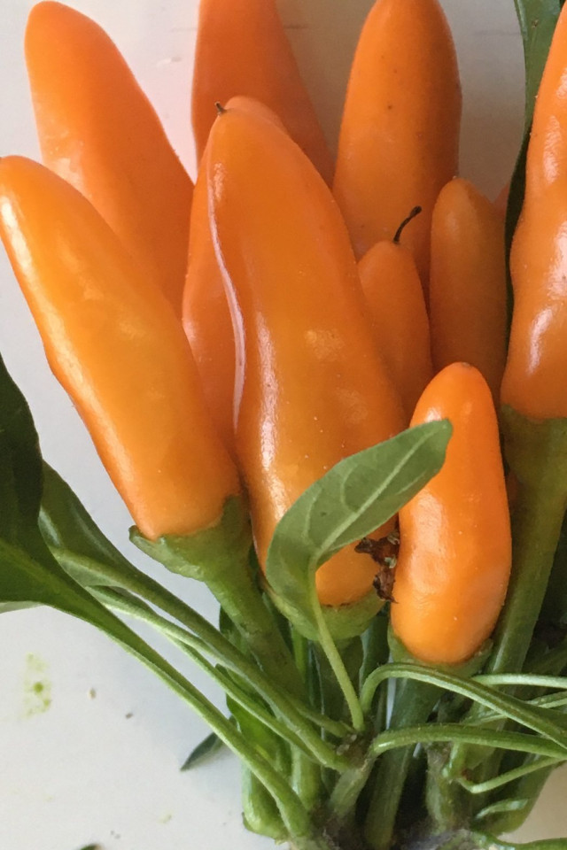 Stromboli (250 seminte) ardei chili portocaliu, Profit Seeds