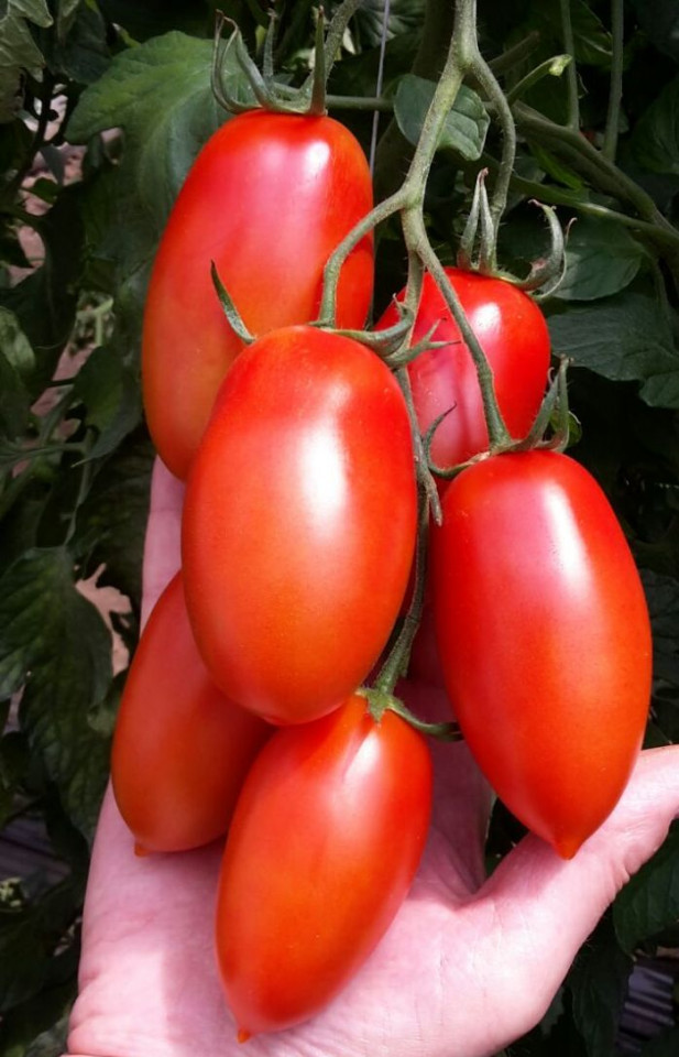 Torrano F1 (100 seminte) tomate nedeterminate, tip oval alungite, Profit Seeds