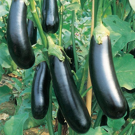 Violetta lunga (400 seminte) de vinete lungi, violet inchis , Prima Sementi