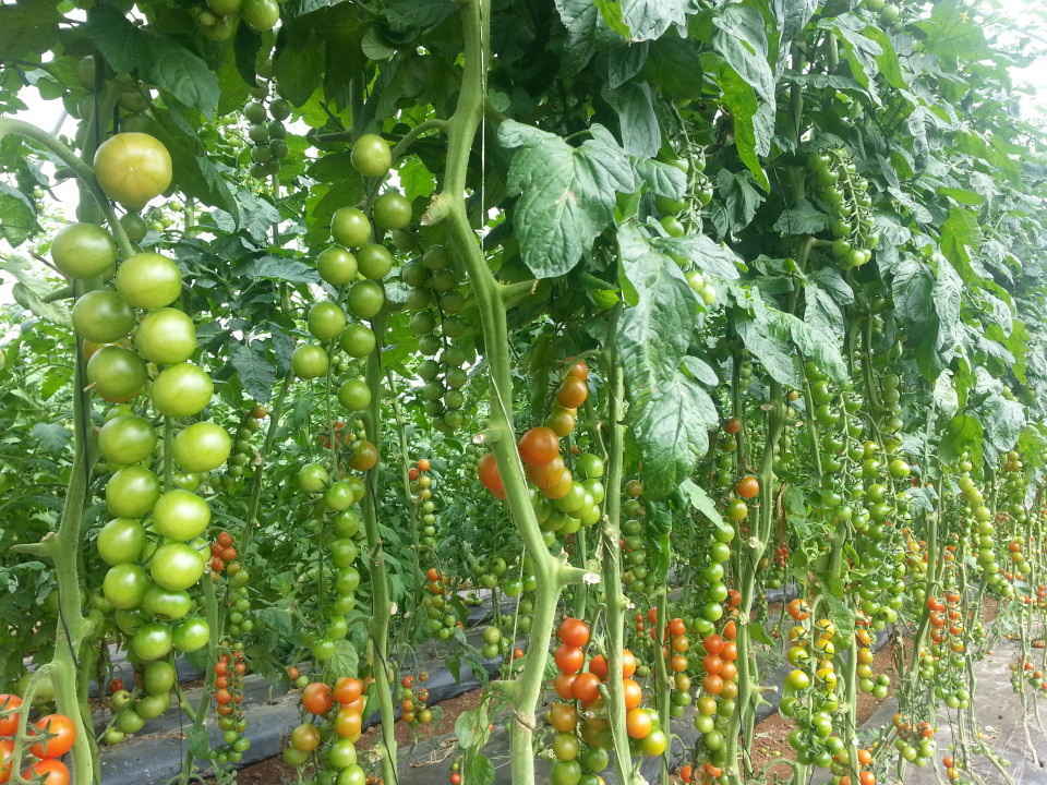 Wanda F1 (250 seminte) rosii cherry nedeterminate, Profit Seeds