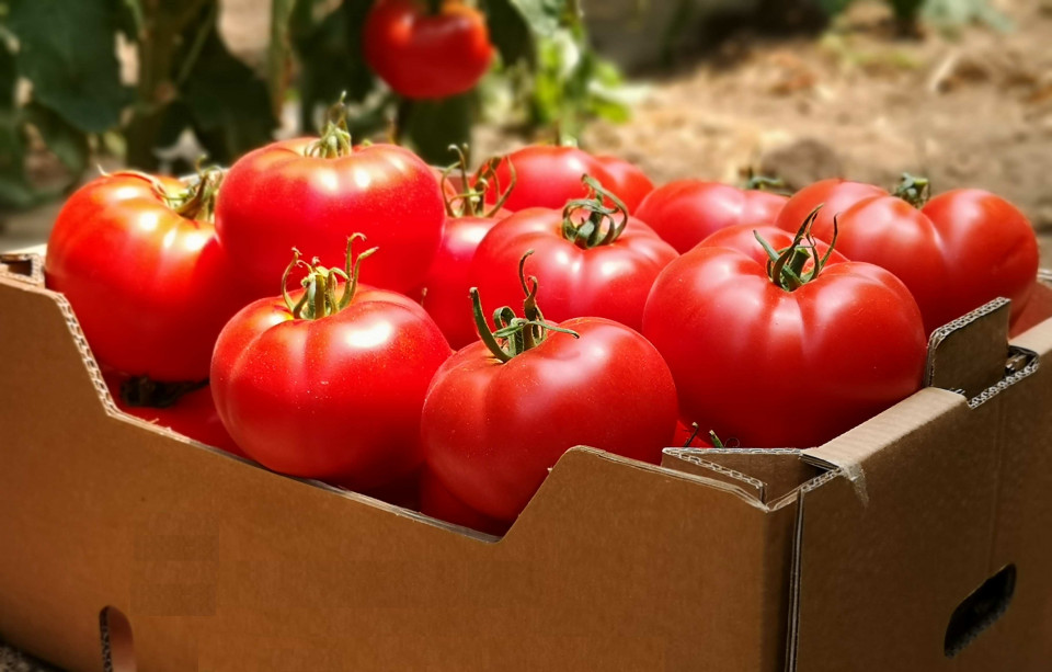 Wrestler F1 seminte tomate hibrid extratimpuriu (100 seminte), Seminis