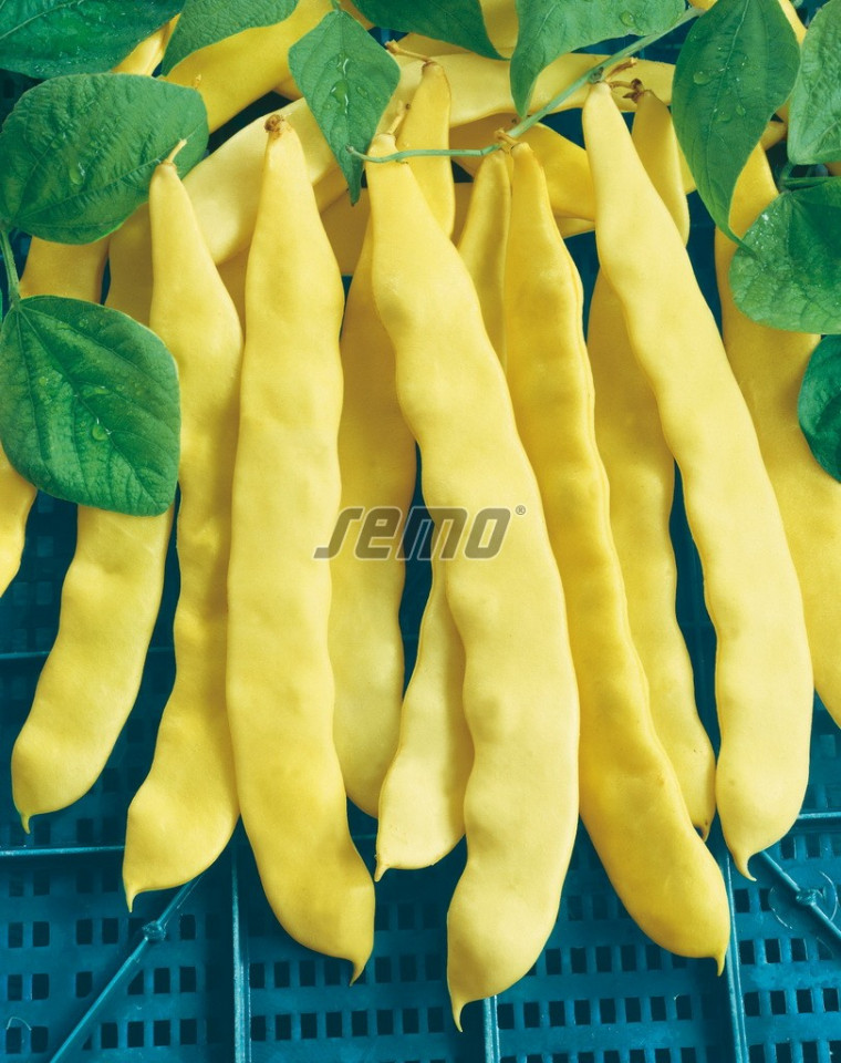 ANITA seminte fasole (1 kg) fasole urcatoare cu pastaie lata de culoare galbena, fara ate, Semo Cehia