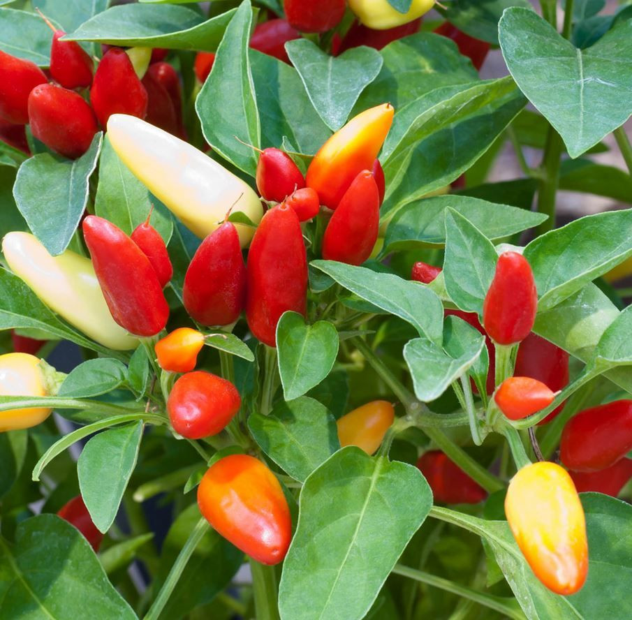 Ardei iute ornamental (30 seminte) patio small fruited sweet mix dulce, ChemyFarm