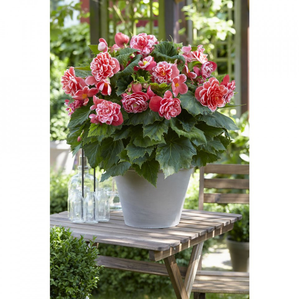Begonie Camelia (3 bulbi), floare mare, culoare roz cu alb, bulbi de flori