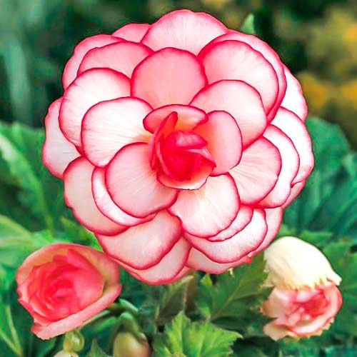 Begonie Picotee White Red (2 bulbi), floare culoare alb cu rosu, bulbi de flori