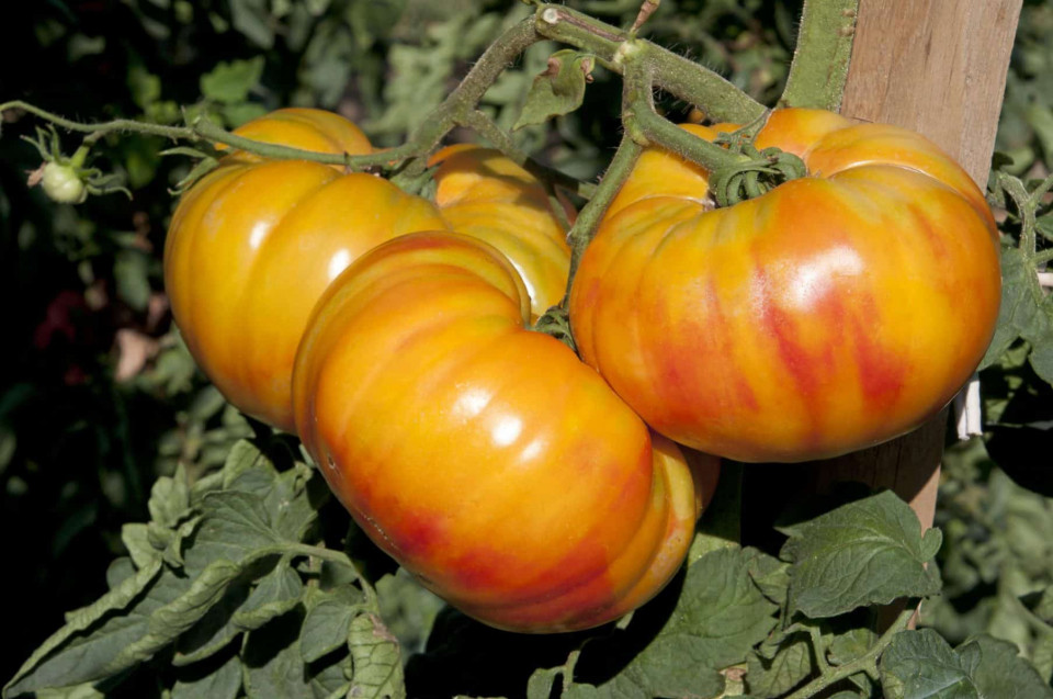Buffalosun F1 (250 seminte) de rosii galben-portocalii exotice tip Ananas, cu dungi roşii, fructe mari 350 - 400 gr, Clause