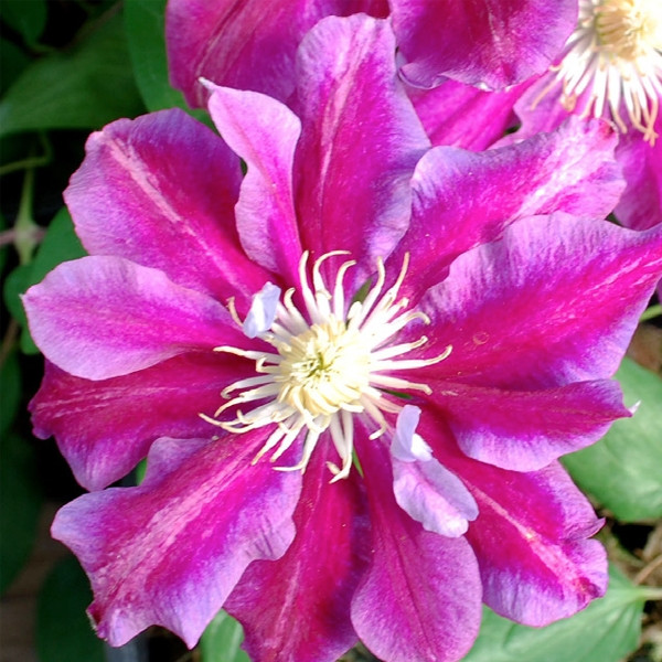 Clematite Hania (ghiveci 2 L) cu flori unice bicolore atractive rosu-violet catifelat viu, cu o margine roz pal cataratoare Clematis